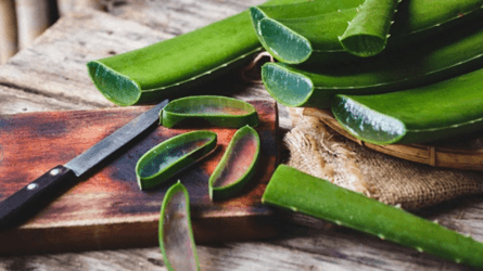 Fresh aloe vera leaves being cut on a wooden board to make aloe vera juice for digestion