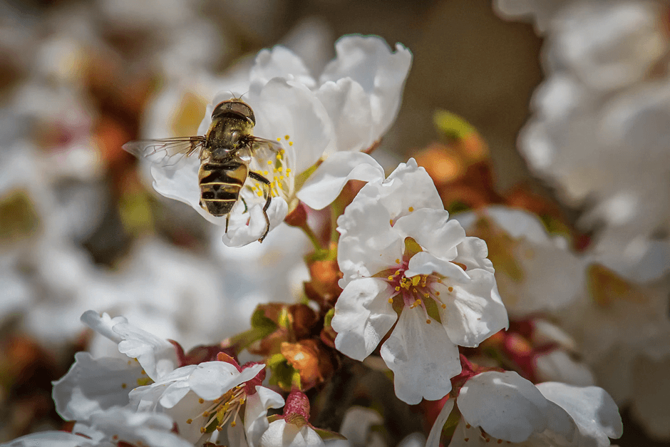 Bee collecting nectar from white flowers illustrating what makes Manuka Honey better than Regular Honey