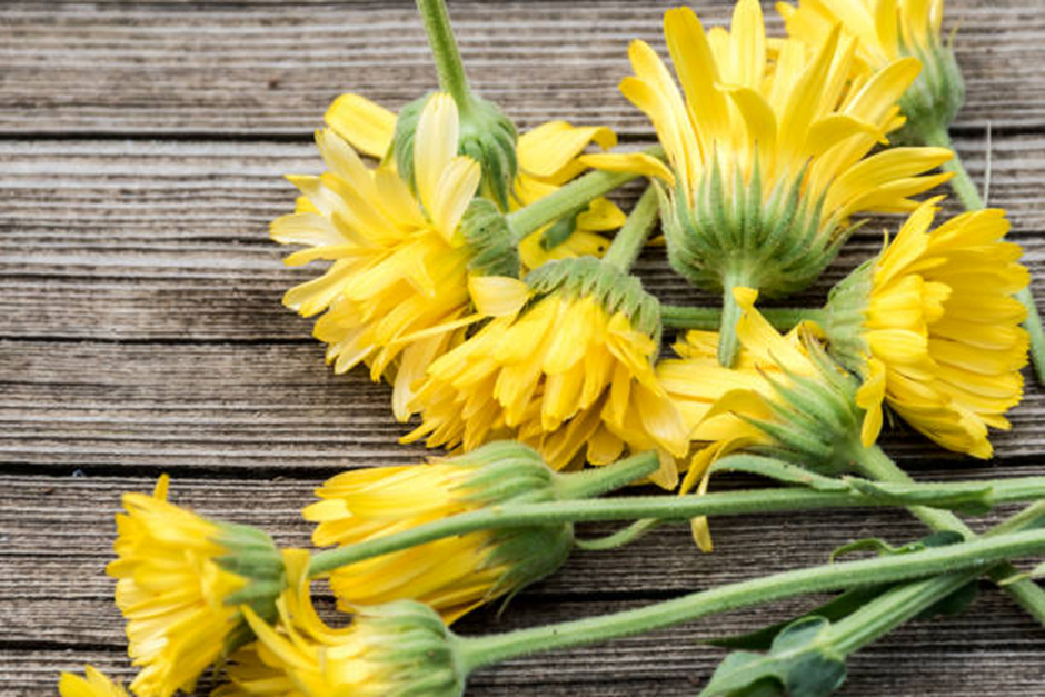 Arnica - What is it and Its Healing Properties