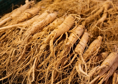 Focus on Ginseng